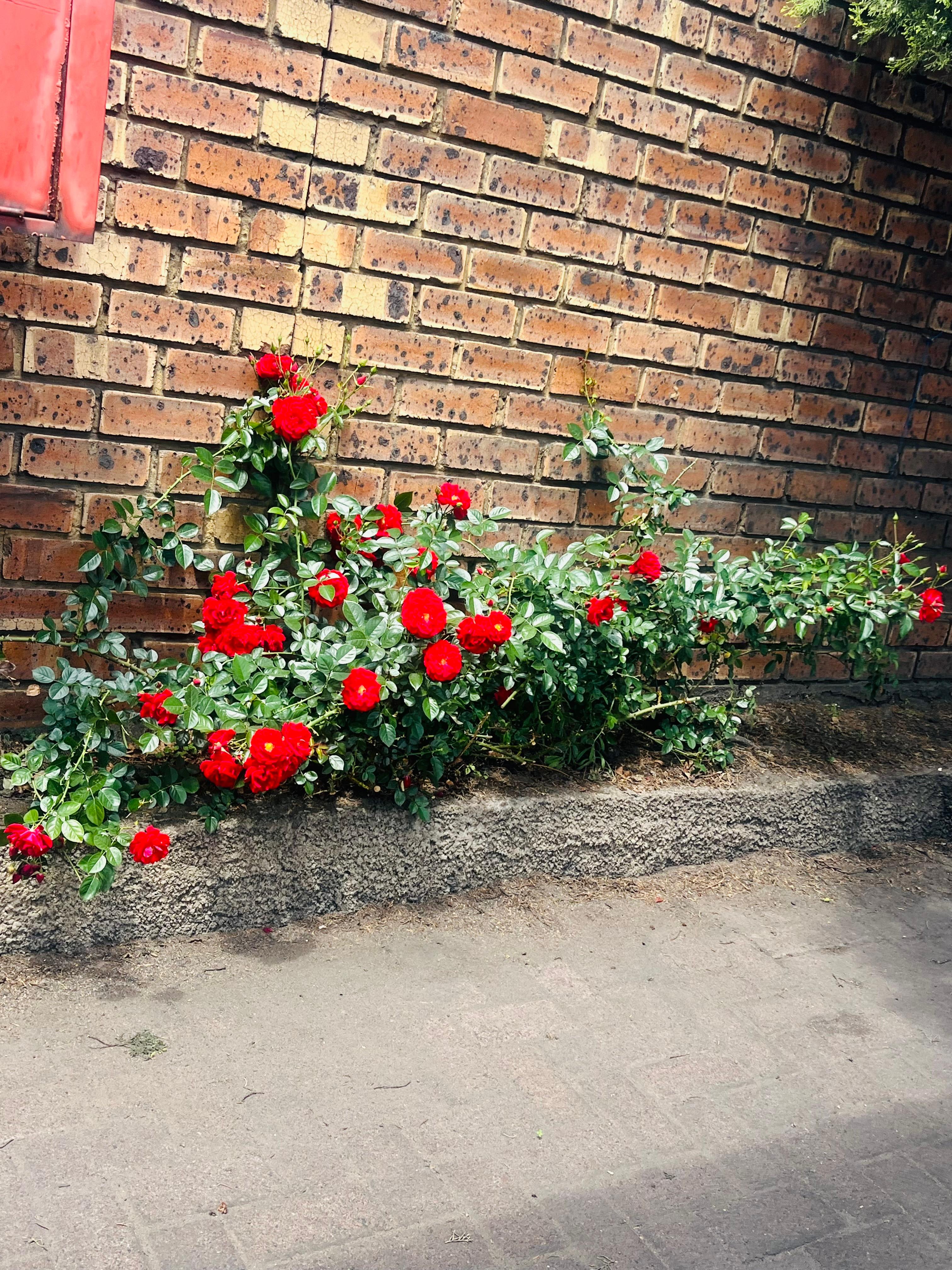 Landscape project 11