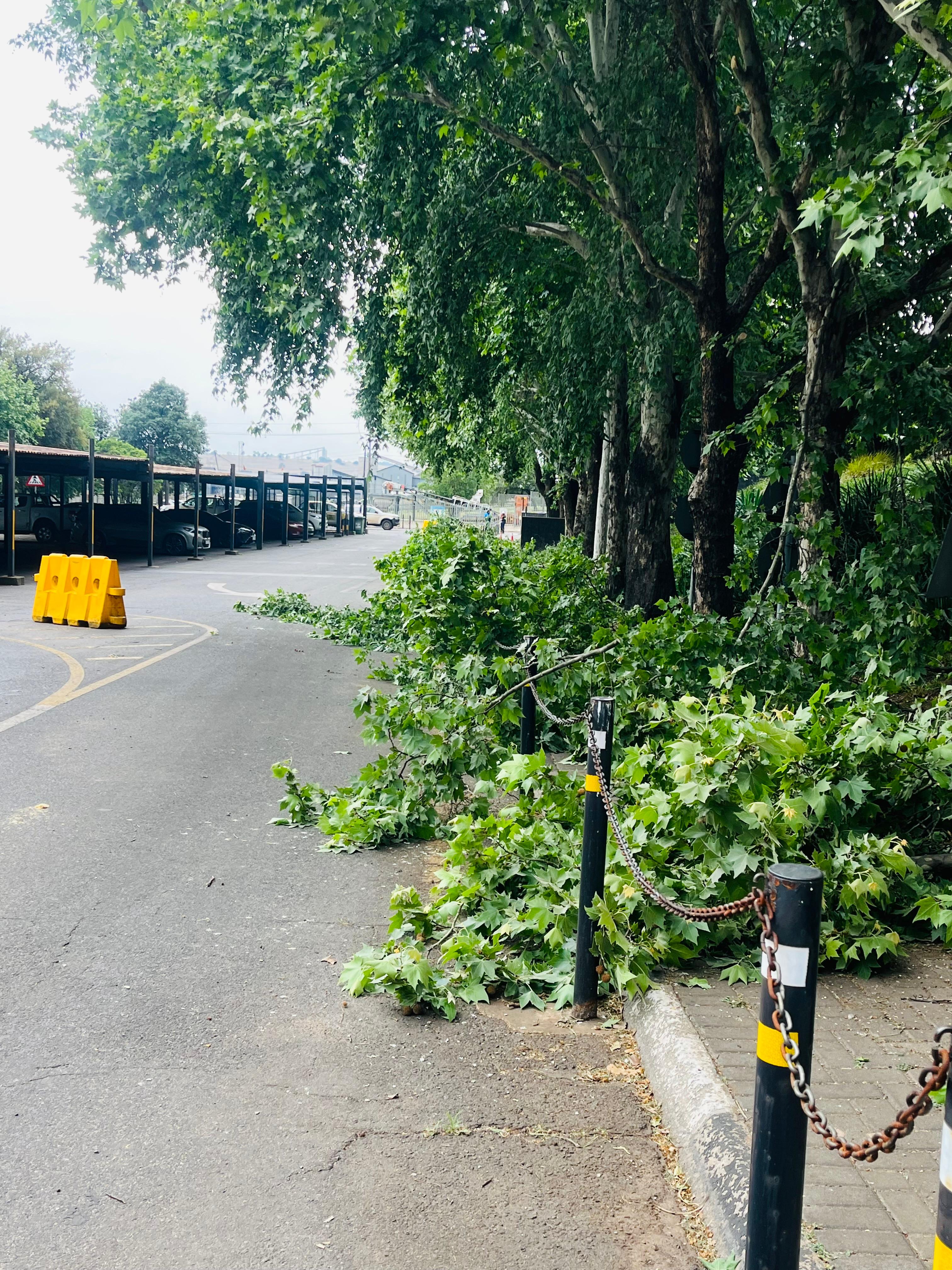 Landscape project 20