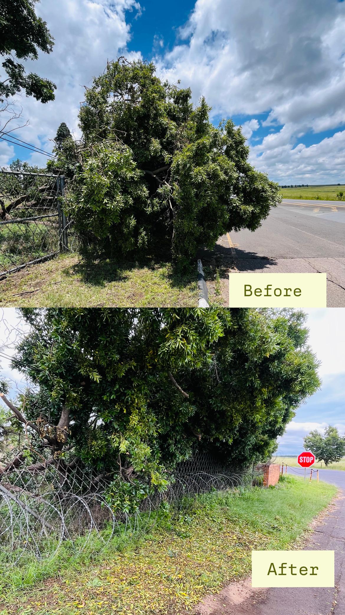 Beautiful landscape transformation